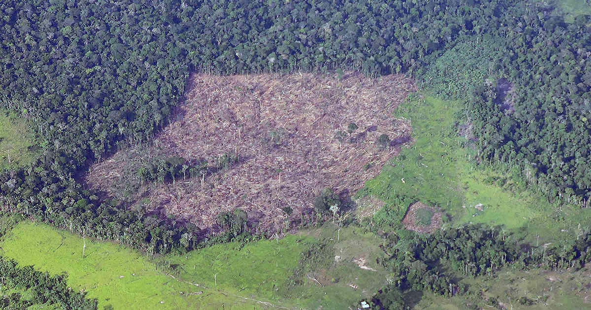 La ganadería arrasa con los bosques de Antioquia: queda solo el 39%