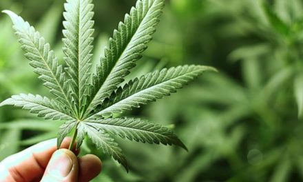 [420] Día mundial de la marihuana